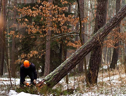 san-mateo-tree-service-experts-service-removal