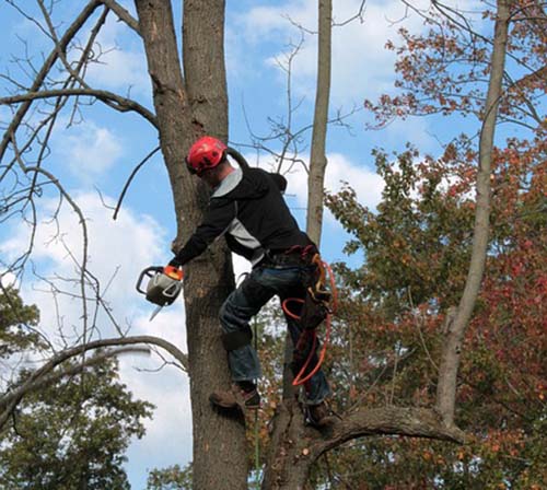 san-mateo-tree-service-experts-service-trimme